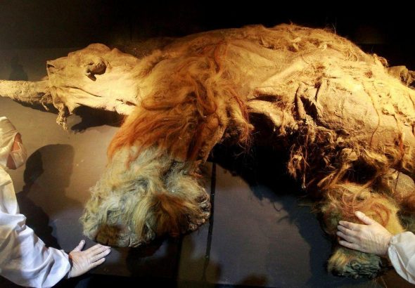 yuka_mammoth_2025_11_15_20_36_44